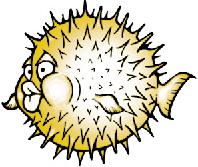 [Blowfish-Bild]